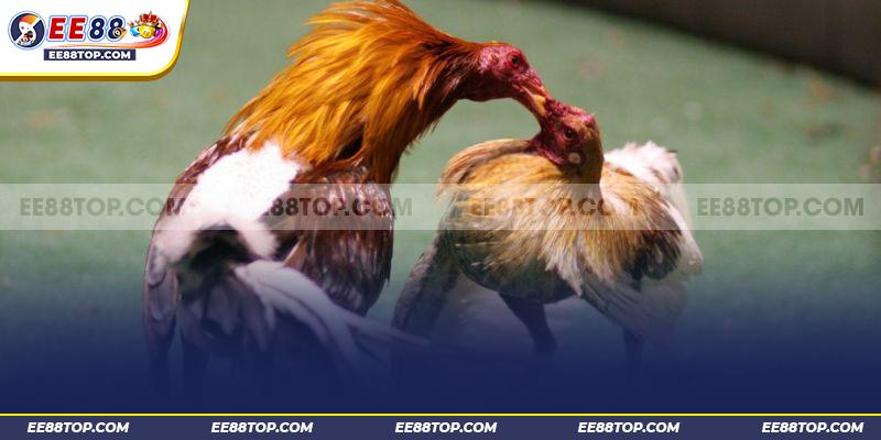 Đá gà Thomo - Sàn đấu đỉnh cao phía bên kia biên giới 1 Đá gà Thomo - Sàn đấu đỉnh cao phía bên kia biên giới