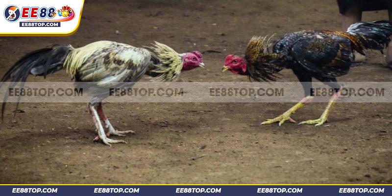 Casino Đá Gà C1 - Sảnh Chọi Kê Chất Lượng Nhất Hiện Nay 1 Casino Đá Gà C1 - Sảnh Chọi Kê Chất Lượng Nhất Hiện Nay