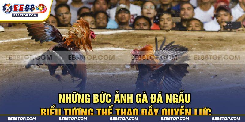 Những Bức Ảnh Gà Đá Ngầu - Biểu Tượng Thể Thao Đầy Quyền Lực 1 Những Bức Ảnh Gà Đá Ngầu - Biểu Tượng Thể Thao Đầy Quyền Lực